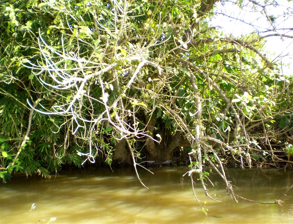 Wild tree of Ficus racemosa.