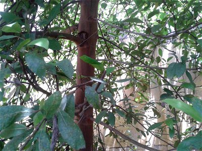 Botanical name -Ficus glomerata Roxb. English name – Cluster fig Sanskrit name –Uthumpara Tamil name – ATHTHI ‘cluster of eye balls’ Fruit is used to treat sugar complaints and lever blockings photo