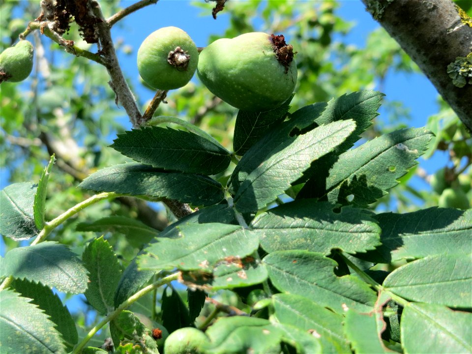 Speierling (Sorbus domestica) bei Neulußheim
