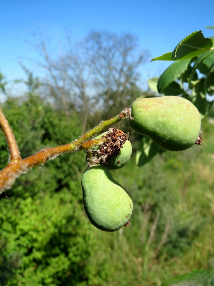 Speierling (Sorbus domestica) bei Neulußheim