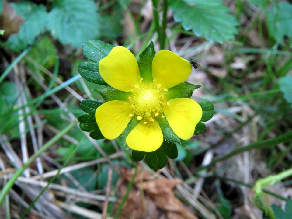 Scheinerdbeere (Potentilla indica) - invasiv im Deutsch-Französischen Garten in Saarbrücken