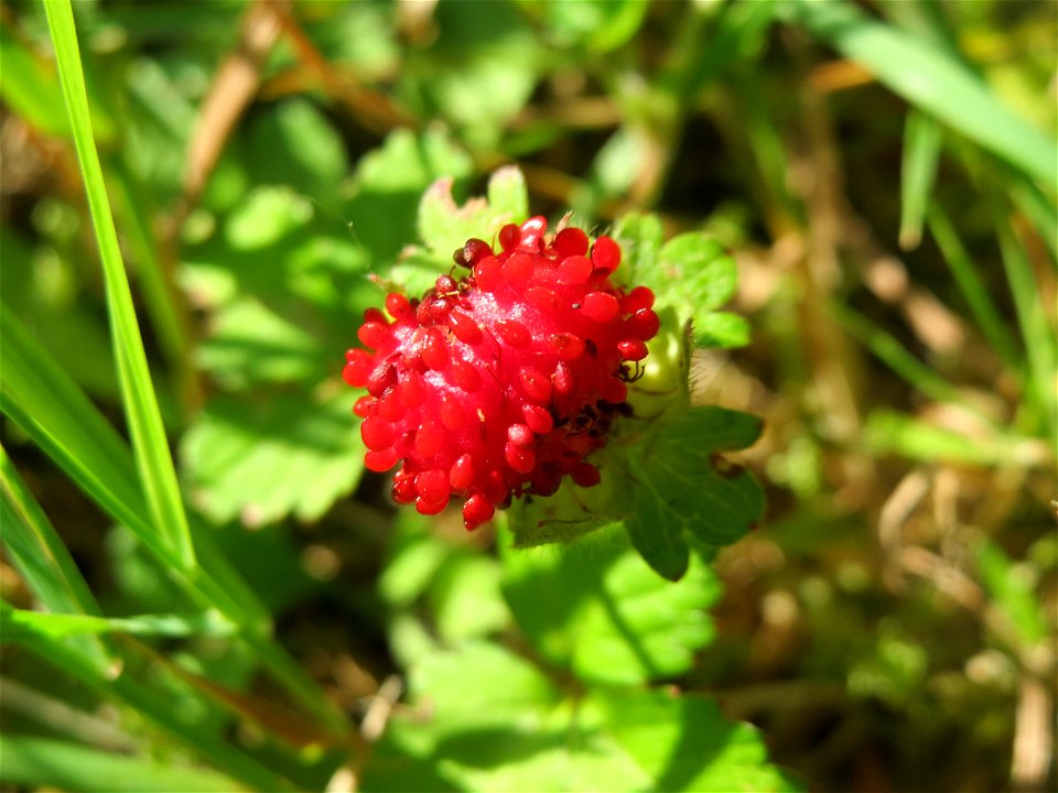 Scheinerdbeere (Potentilla indica) in Saarbrücken