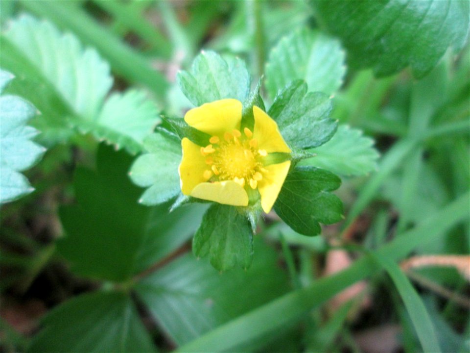 Indische Scheinerdbeere (Potentilla indica) am Hauptfriedhof Saarbrücken - eingeschleppt aus Asien