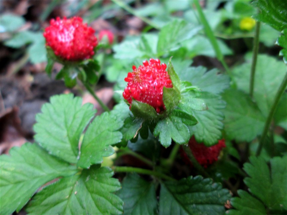 Scheinerdbeere (Potentilla indica) in Saarbrücken