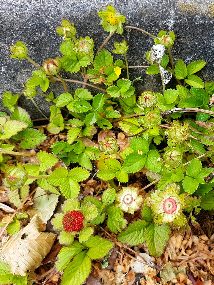 Yellow-leaved strawberry leaves and strawberries on runners