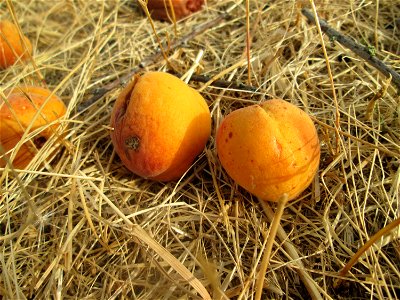 Fallobst der Aprikose (Prunus armeniaca) auf einer ehemaligen Streuobstwiese in Hockenheim