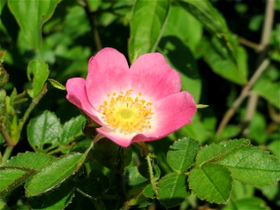 Wein-Rose (Rosa rubiginosa) bei Hockenheim