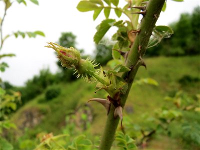 Wein-Rose (Rosa rubiginosa) im Naturschutzgebiet Birzberg