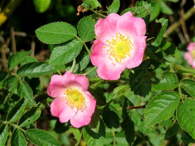 Wein-Rose (Rosa rubiginosa) im Landschaftsschutzgebiet Hockenheimer Rheinbogen photo