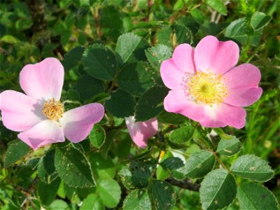 Wein-Rose (Rosa rubiginosa) in den Horststückern im Landschaftsschutzgebiet Hockenheimer Rheinbogen