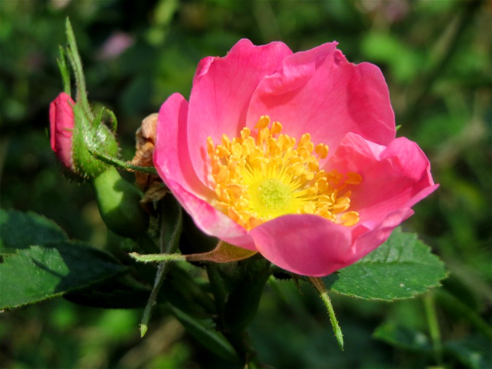 Wein-Rose (Rosa rubiginosa) im Schwetzinger Hardt