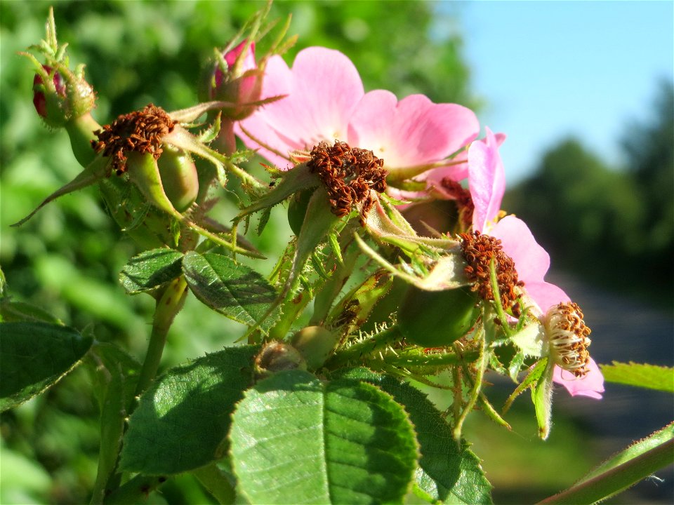 Wein-Rose (Rosa rubiginosa) in Hockenheim