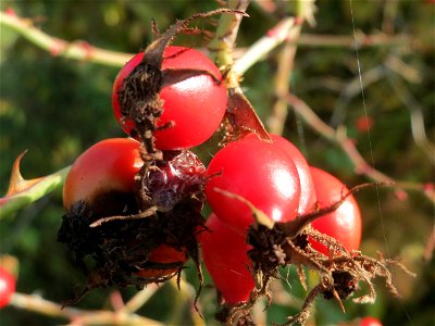 Hagebutten der Wein-Rose (Rosa rubiginosa) in Hockenheim - im Unterschied zur häufigeren Hundsrose sind die Stiele drüsig behaart