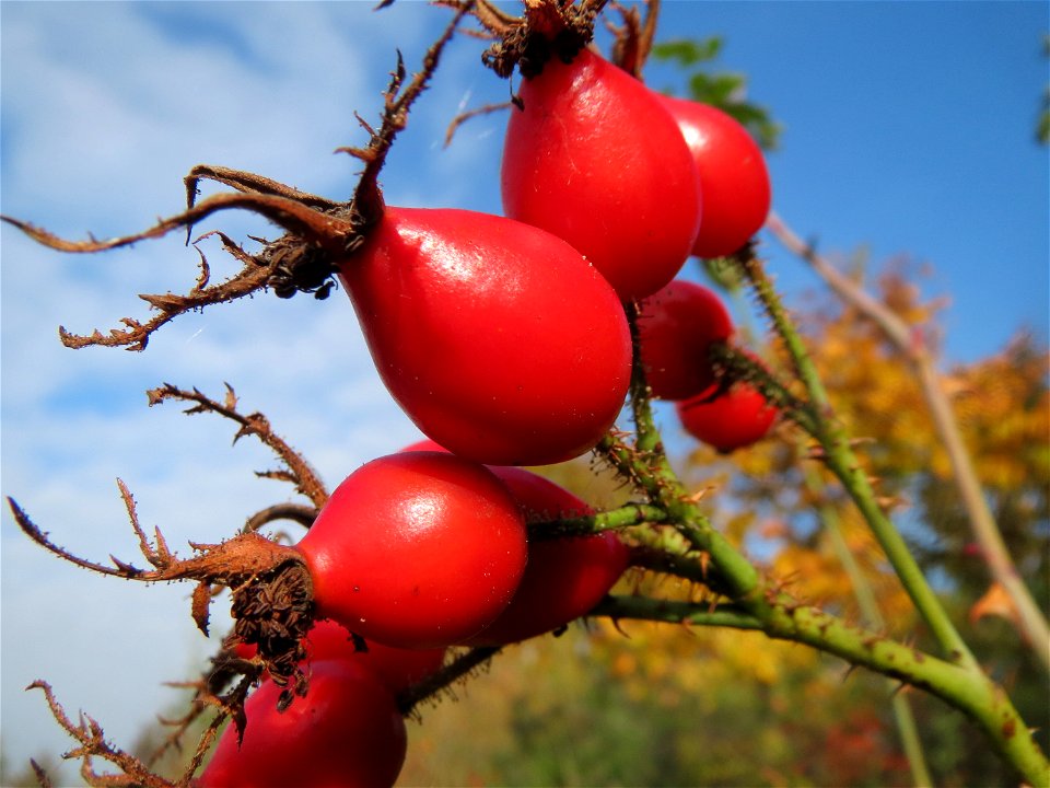 Hagebutten der Wein-Rose (Rosa rubiginosa) in Hockenheim - im Unterschied zur häufigeren Hundsrose sind die Stiele drüsig behaart