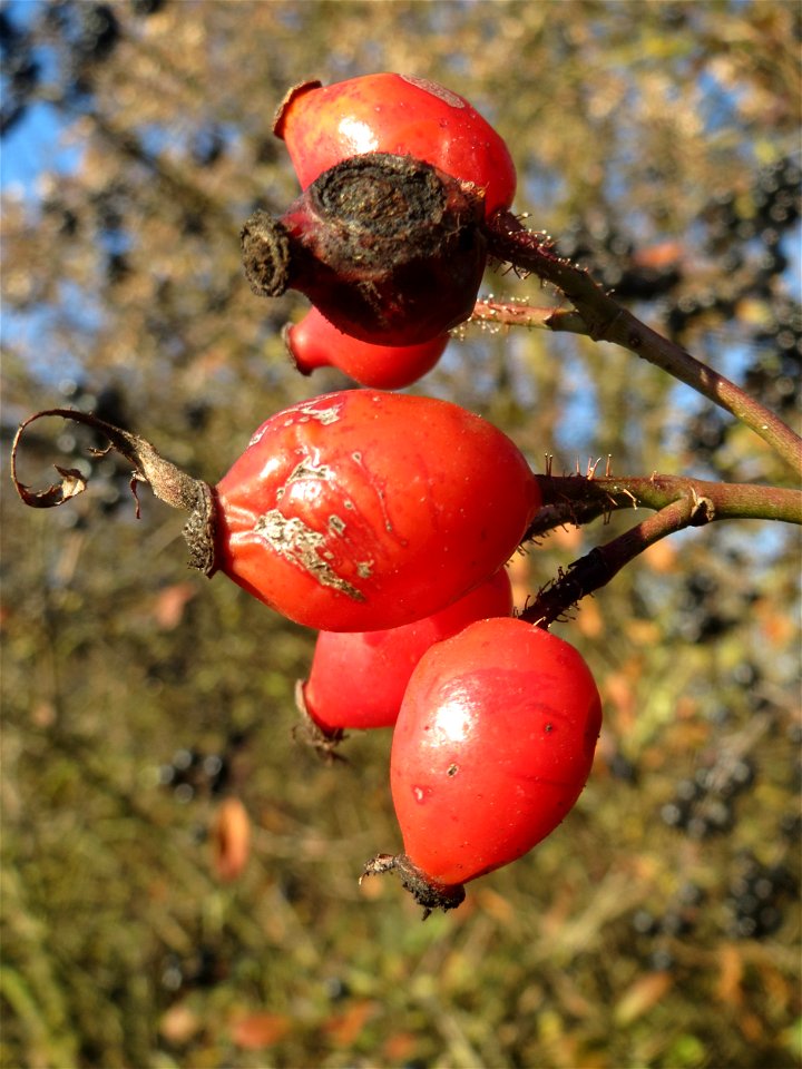 Hagebutten der Wein-Rose (Rosa rubiginosa) bei Reilingen - im Unterschied zur häufigeren Hundsrose sind die Stiele drüsig behaart