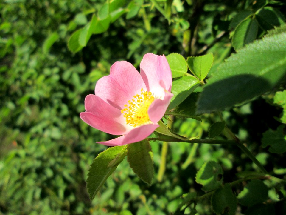Wein-Rose (Rosa rubiginosa) in Hockenheim