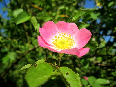 Wein-Rose (Rosa rubiginosa) in Hockenheim