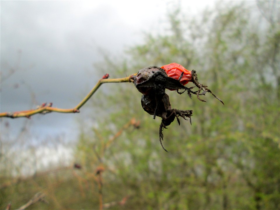 Hagebutten der Wein-Rose (Rosa rubiginosa) in einer Feldhecke bei Ketsch (Gemarkung Schwetzingen) - im Gegensatz zur häufigeren Hunds-Rose sind die Stiele drüsig behaart und die Kelchblätter der Blüte