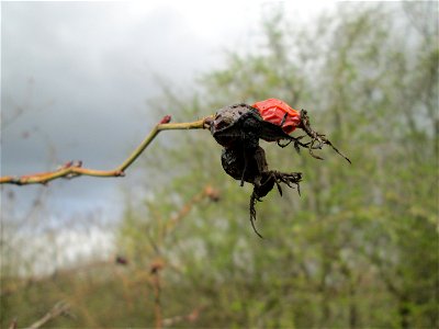 Hagebutten der Wein-Rose (Rosa rubiginosa) in einer Feldhecke bei Ketsch (Gemarkung Schwetzingen) - im Gegensatz zur häufigeren Hunds-Rose sind die Stiele drüsig behaart und die Kelchblätter der Blüte