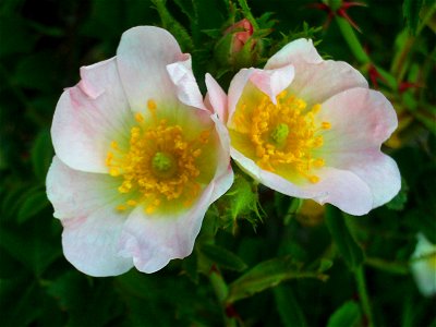Rosa rubiginosa (syn. R. eglanteria) flowers close up, Sierra Madrona, Spain