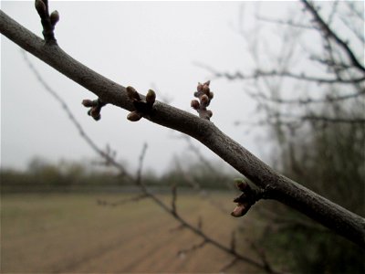 Knospen der Kirschpflaume (Prunus cerasifera) in Hockenheim - häufiger wild wachsender Obstbaum, wird stets mit der Mirabelle verwechselt