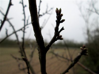 Knospen der Kirschpflaume (Prunus cerasifera) in Hockenheim - häufiger wild wachsender Obstbaum, wird stets mit der Mirabelle verwechselt photo