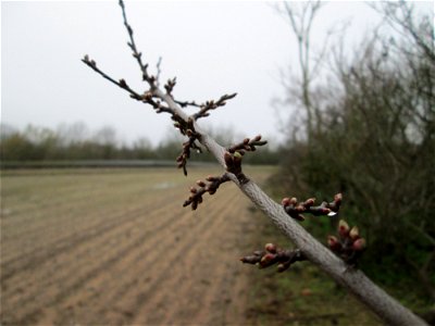 Knospen der Kirschpflaume (Prunus cerasifera) in Hockenheim - häufiger wild wachsender Obstbaum, wird stets mit der Mirabelle verwechselt