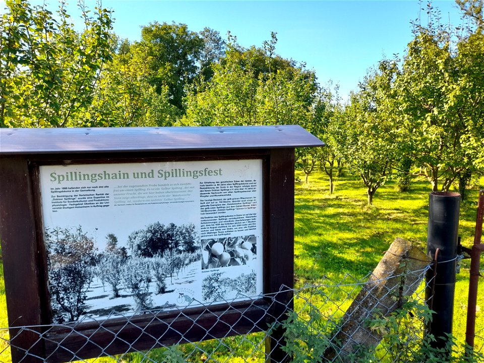 Spillingshain in Dobis mit Informationstafel zu dieser Pflaumenart
