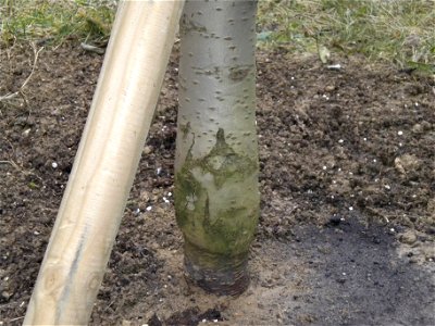 Coupling of plum (cultivar Regina Claudia yellow) to plum Cherry. photo