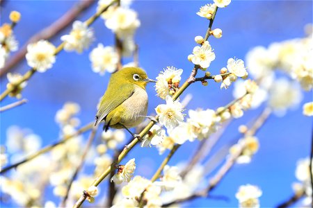 メジロ. 向島百花園で撮影. photo