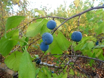 Plum (Prunus domestica) photo