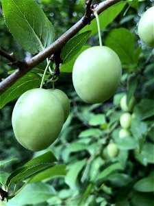 Plum (Prunus domestica) photo