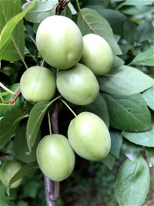 Plum (Prunus domestica) photo