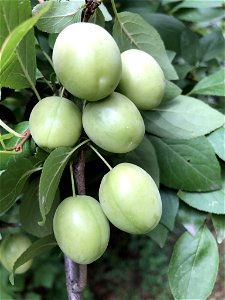 Plum (Prunus domestica)