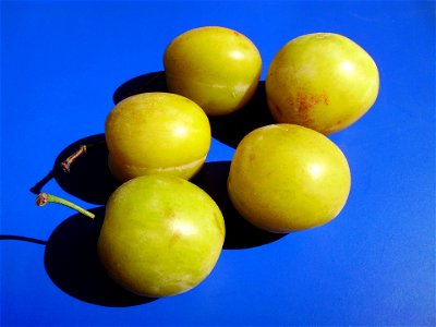 Some mirabelle plums (Prunus domestica subsp. syriaca) photo