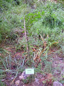 Prunus insitiata habit, Sierra Nevada, Spain