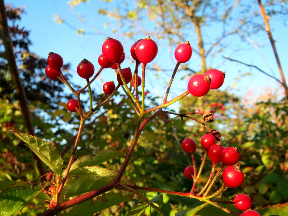 Hagebutten der Vielblütigen Rose (Rosa multiflora) in Hockenheim
