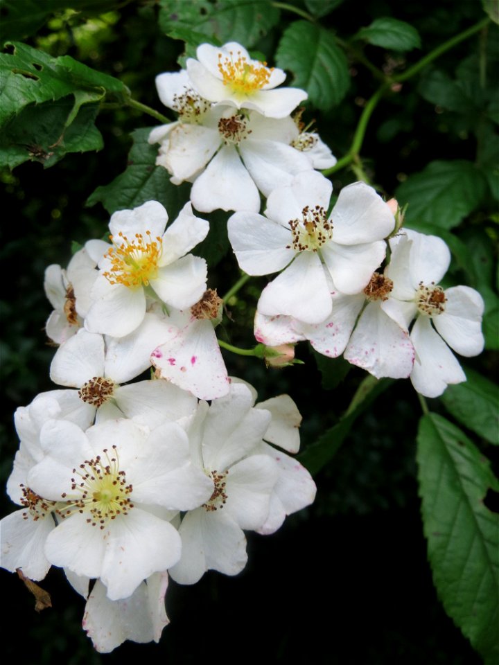 Büschel-Rose (Rosa multiflora) in Hockenheim, ursprünglich aus Ostasien, hier invasiv v.a. an Bahndämmen
