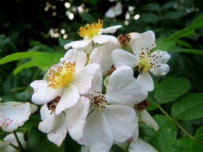 Büschel-Rose (Rosa multiflora) in Hockenheim, ursprünglich aus Ostasien, hier invasiv v.a. an Bahndämmen
