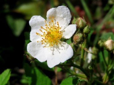Büschel-Rose (Rosa multiflora) in Saarbrücken
