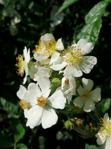 Büschel- oder Vielblütige Rose (Rosa multiflora) in Hockenheim photo
