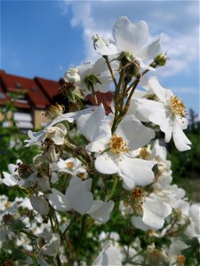 Büschel- oder Vielblütige Rose (Rosa multiflora) auf einer Brachfläche am Messplatz in Hockenheim - eingeschleppt aus Asien und invasiv an Bahndämmen und Ruderalflächen