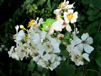 Büschel-Rose (Rosa multiflora) im Naturschutzgebiet „St. Arnualer Wiesen“ - eingeschleppt aus Asien und häufig invasiv in der Nähe von Bahnstrecken photo