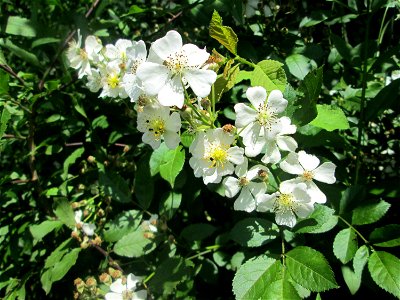 Büschel-Rose (Rosa multiflora) im Naturschutzgebiet „St. Arnualer Wiesen“ - eingeschleppt aus Asien und häufig invasiv in der Nähe von Bahnstrecken photo