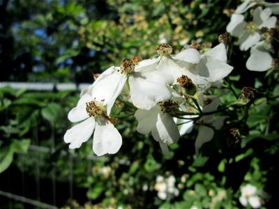 Büschel-Rose (Rosa multiflora) im Naturschutzgebiet „Hochholz-Kapellenbruch“, ursprünglich aus Ostasien photo