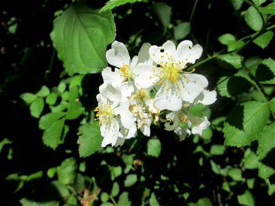 Büschel-Rose (Rosa multiflora) am Markusbrunnen im Landschaftsschutzgebiet „Wisch- und Wogbachtal“ bei Fechingen photo