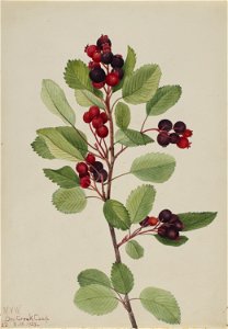Saskatoon (Amelanchier alnifolia)