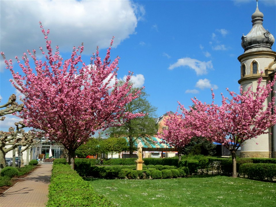Blüte der Japanischen Zierkirsche (Prunus serrulata) in Hockenheim