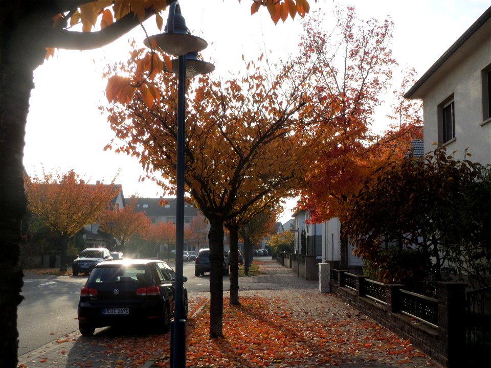 Zierkirsche (Prunus serrulata) in Hockenheim