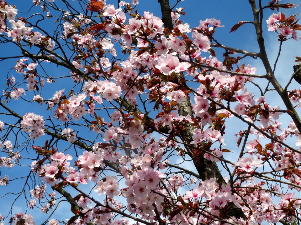 Japanische Zierkirsche (Prunus serrulata) in Heidelberg